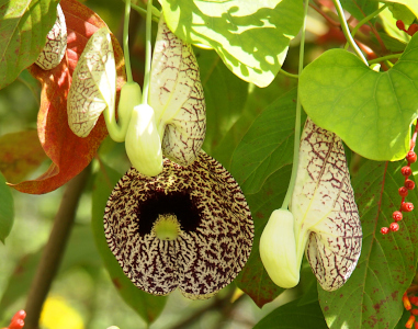 [The stems for the bloom on this plant hang downward. The bloom itself coming from the end of the stem is an elongated bulb that curves and opens into a saucer shape. The outside of the bloom is white and the inner portion is purple and white in a crackled pattern.]